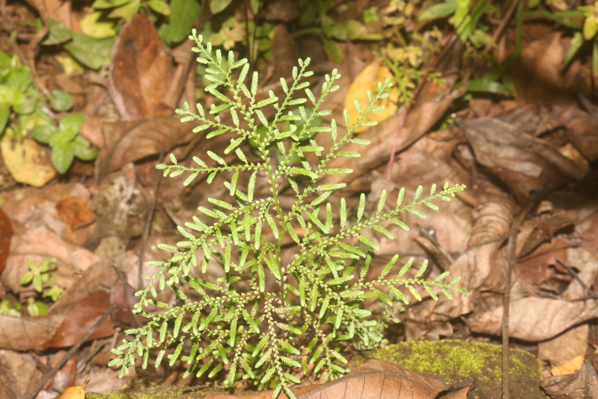 Selaginella crassipes Spring